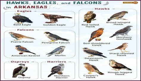 Falcons Of Ocala - Lighting Fast Flyers